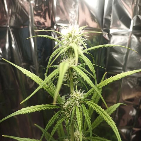 Royal Jack Auto growlog timeline photo