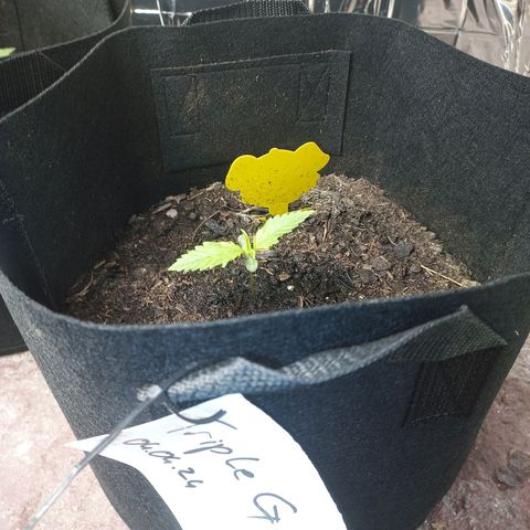 Triple G Automatic growlog timeline photo