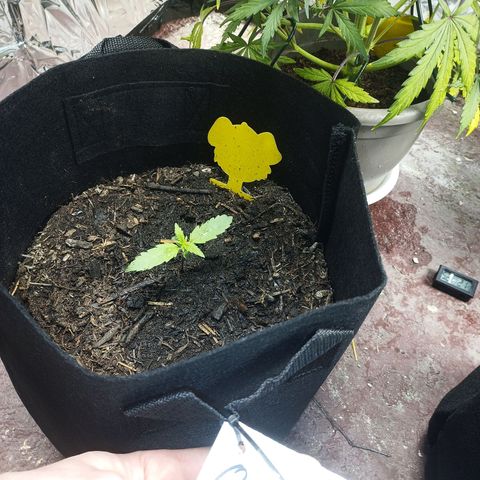 Quick One Automatic growlog timeline photo