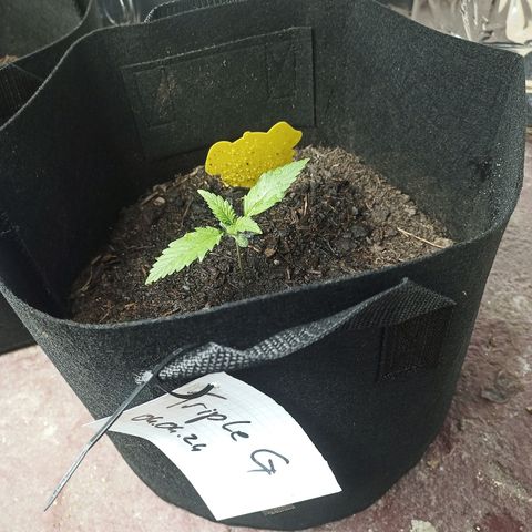 Triple G Automatic growlog timeline photo