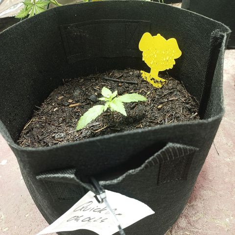 Quick One Automatic growlog timeline photo