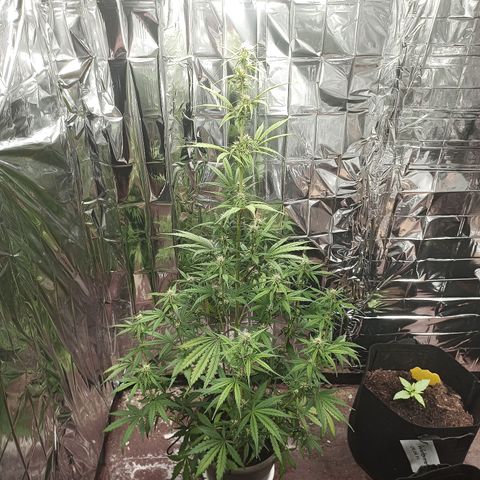 Royal Jack Auto growlog timeline photo