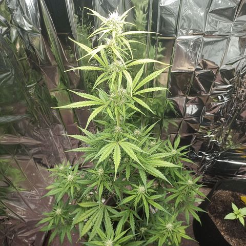 Royal Jack Auto growlog timeline photo