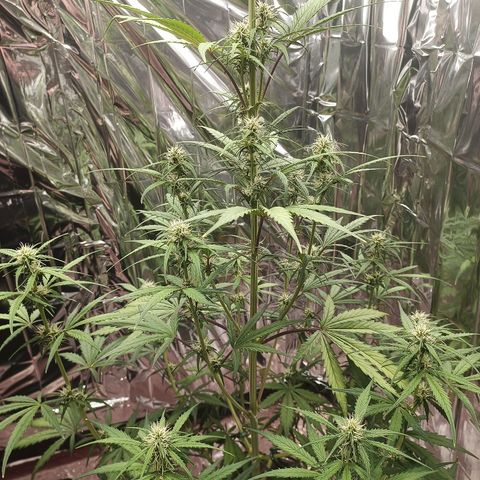 Royal Jack Auto growlog timeline photo