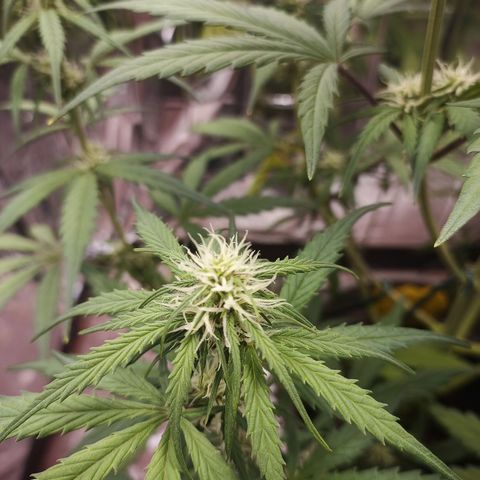 Royal Jack Auto growlog timeline photo