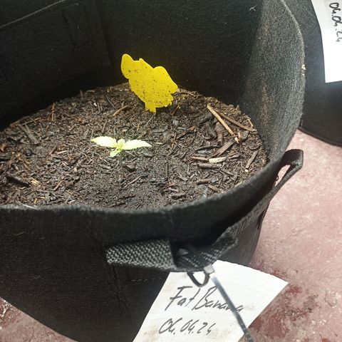 Fat Banana Automatic growlog timeline photo