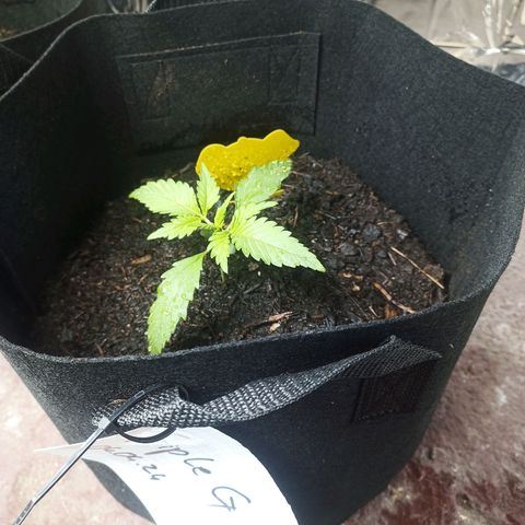 Triple G Automatic growlog timeline photo