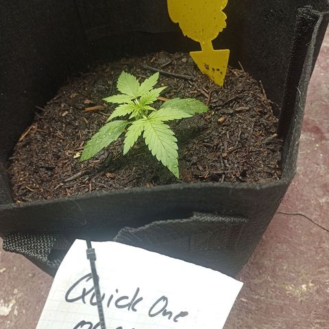 Quick One Automatic growlog timeline photo