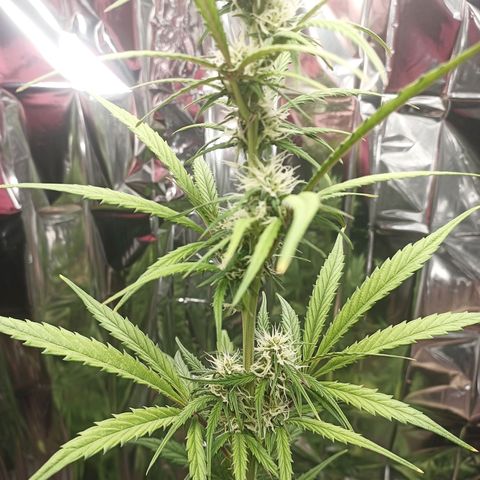 Royal Jack Auto growlog timeline photo