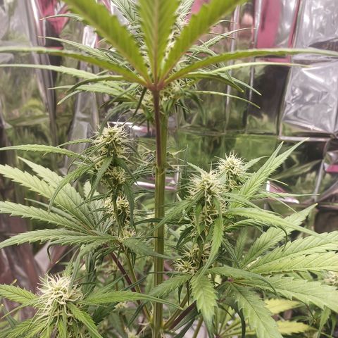 Royal Jack Auto growlog timeline photo