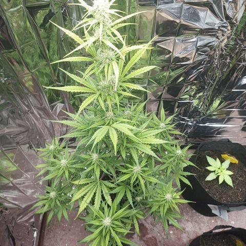 Royal Jack Auto growlog timeline photo