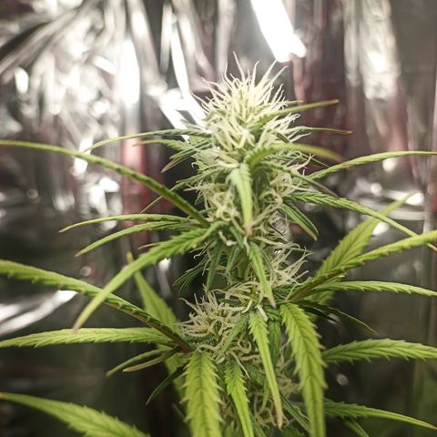 Royal Jack Auto growlog timeline photo