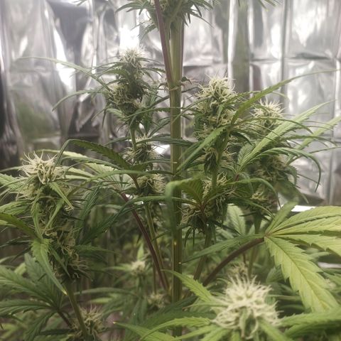 Royal Jack Auto growlog photo: Entlaubt 
