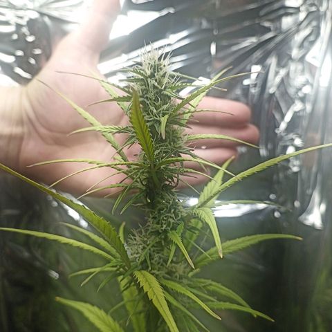 Royal Jack Auto growlog photo: Entlaubt 
