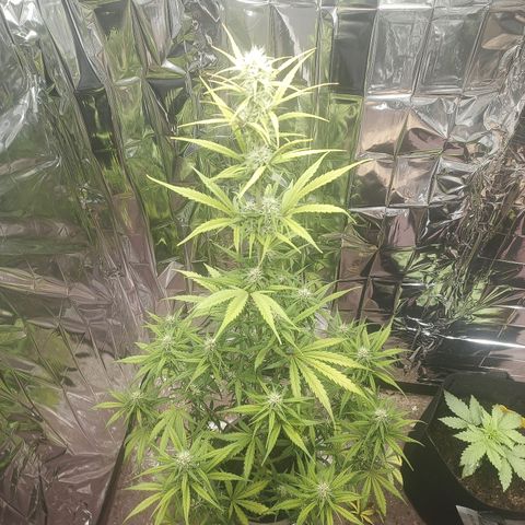 Royal Jack Auto growlog photo: Entlaubt 
