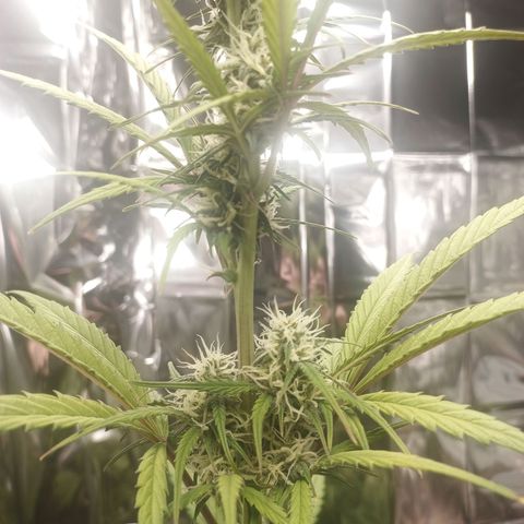 Royal Jack Auto growlog photo: Entlaubt 
