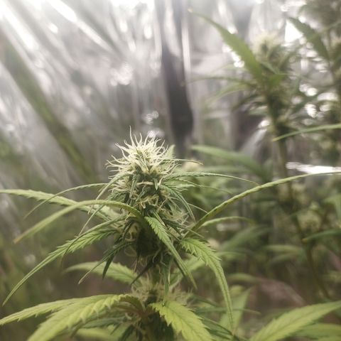 Royal Jack Auto growlog photo: Entlaubt 

