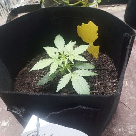Quick One Automatic growlog timeline photo