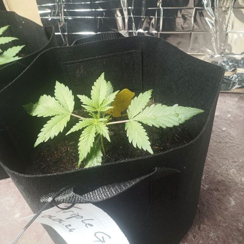 Triple G Automatic growlog timeline photo