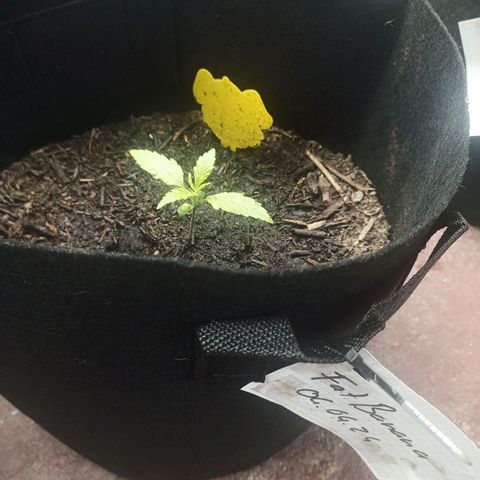 Fat Banana Automatic growlog timeline photo