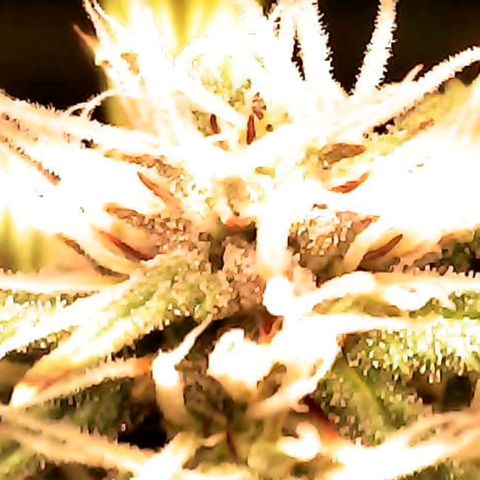 Royal Jack Auto growlog timeline photo