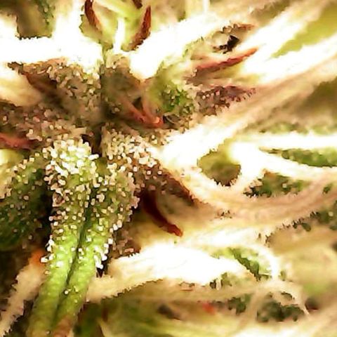 Royal Jack Auto growlog timeline photo