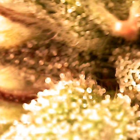 Royal Jack Auto growlog timeline photo