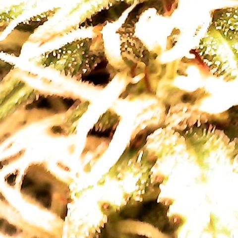 Royal Jack Auto growlog timeline photo