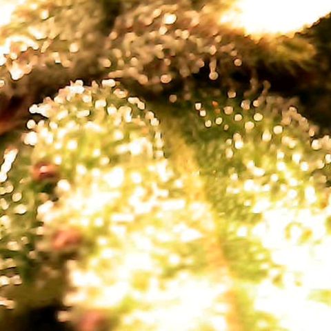 Royal Jack Auto growlog timeline photo