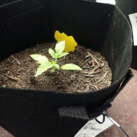 Fat Banana Automatic growlog timeline photo