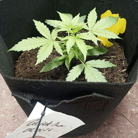 Quick One Automatic growlog timeline photo