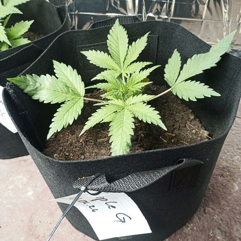 Triple G Automatic growlog timeline photo