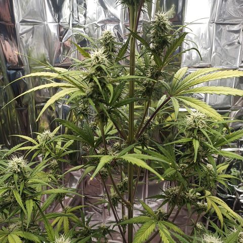 Royal Jack Auto growlog timeline photo