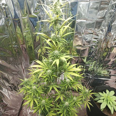 Royal Jack Auto growlog timeline photo