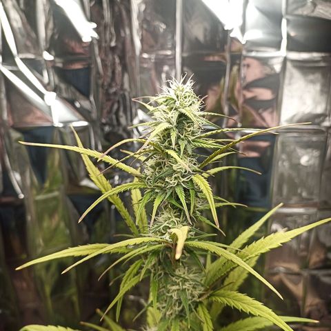 Royal Jack Auto growlog timeline photo