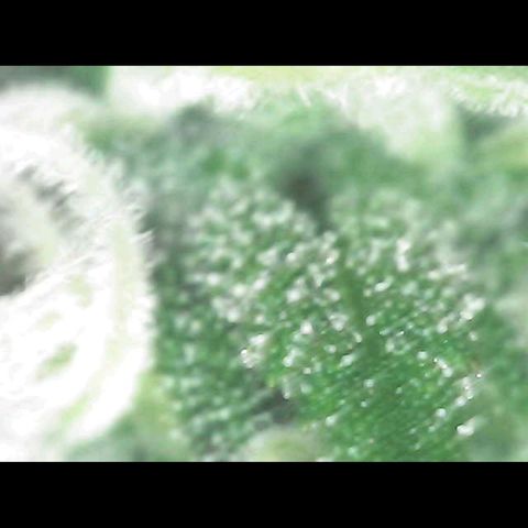Royal Jack Auto growlog timeline photo