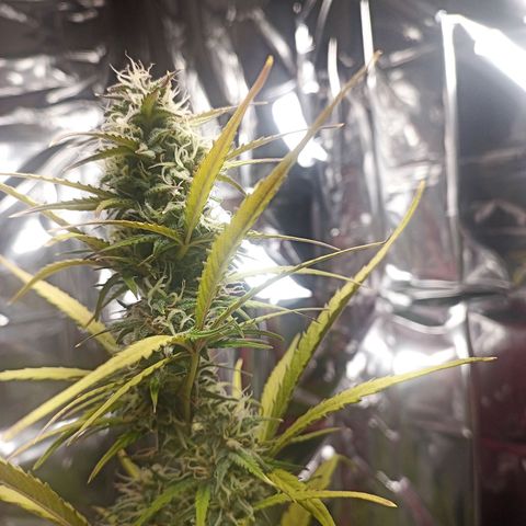 Royal Jack Auto growlog timeline photo