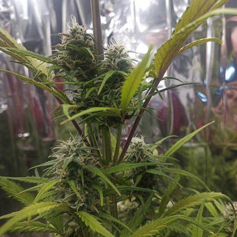 Royal Jack Auto growlog timeline photo