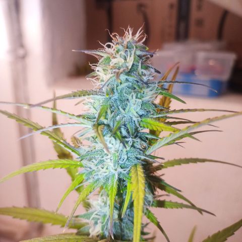 Royal Jack Auto growlog timeline photo