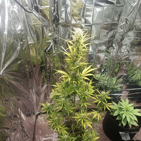 Royal Jack Auto growlog timeline photo