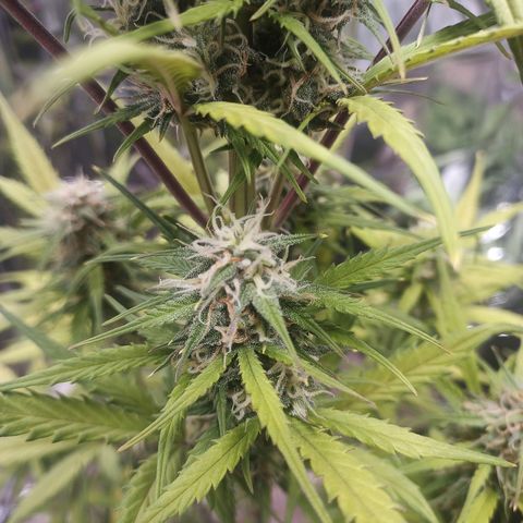 Royal Jack Auto growlog timeline photo