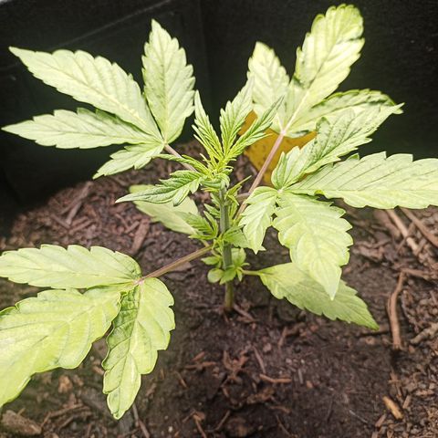 Fat Banana Automatic growlog timeline photo