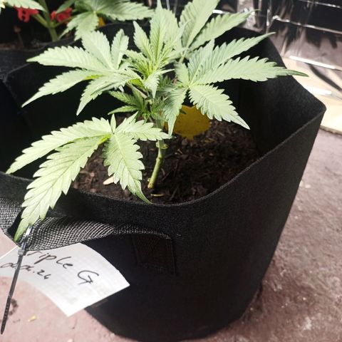 Triple G Automatic growlog timeline photo