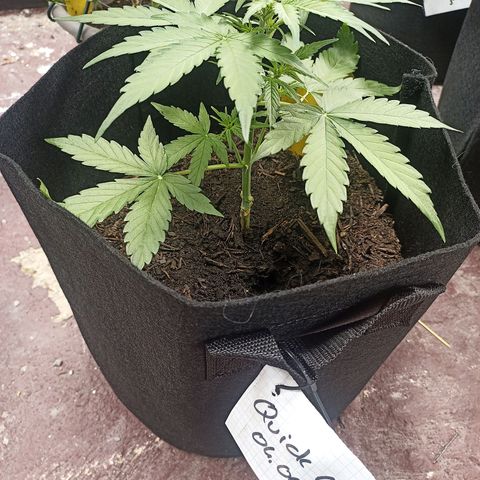 Quick One Automatic growlog timeline photo