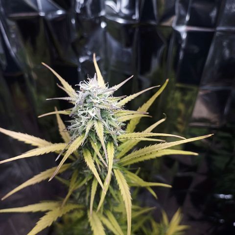 Royal Jack Auto growlog timeline photo