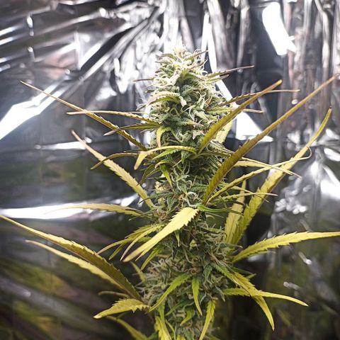 Royal Jack Auto growlog timeline photo