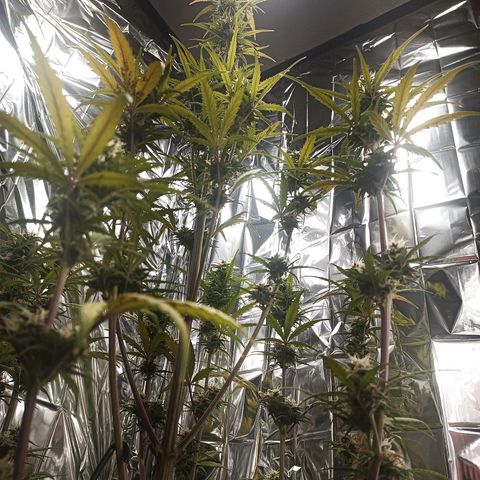 Royal Jack Auto growlog timeline photo