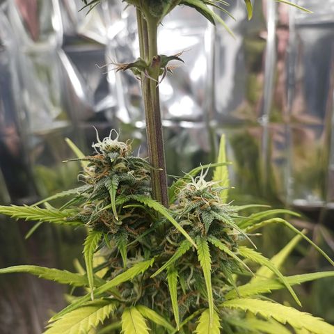 Royal Jack Auto growlog timeline photo