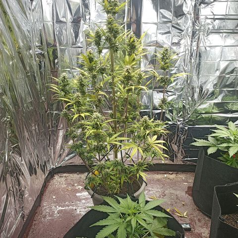 Royal Jack Auto growlog timeline photo