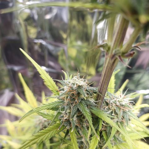 Royal Jack Auto growlog timeline photo